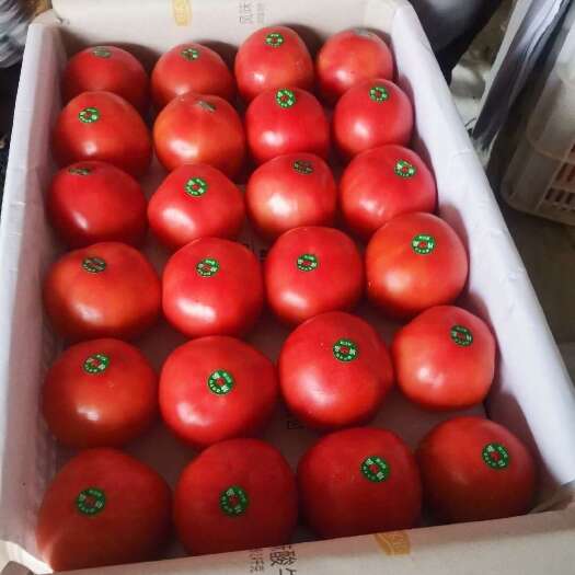 菏泽山东菏泽精品西红柿 大量上市货源充足 欢迎洽谈合作
