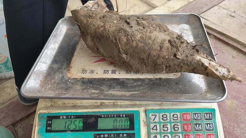 云南红河州粉葛有十吨左右