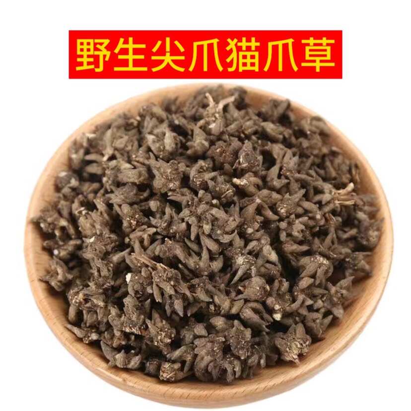 【批发联系商家】小尖角猫爪草 水洗小猫爪草中药材