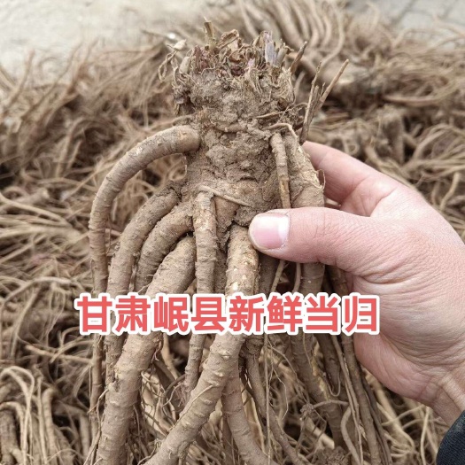 岷县甘肃岷县新鲜当归，岷县当归
