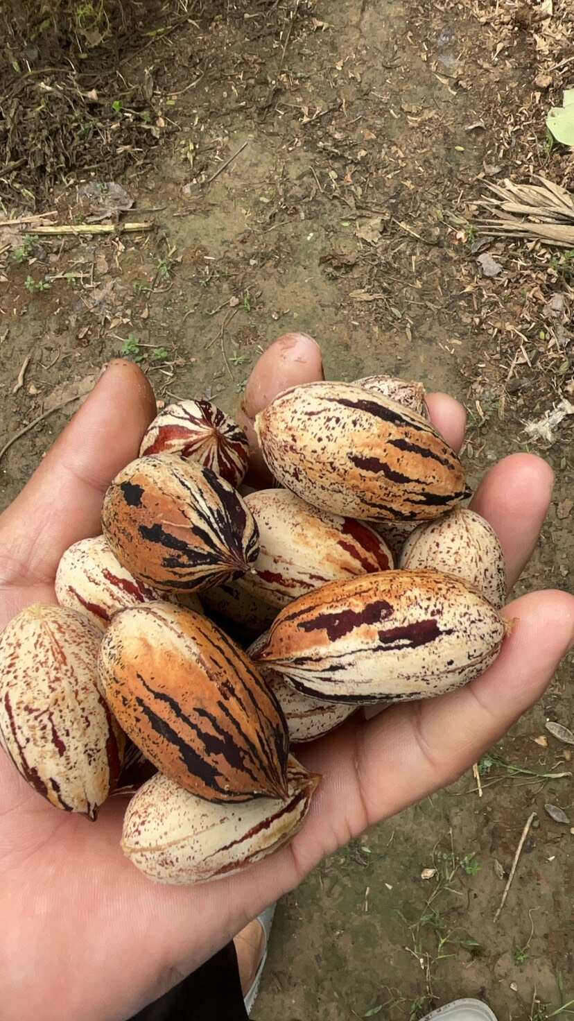 碧根果