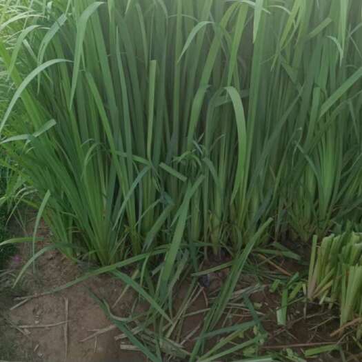 沭阳县黄菖蒲