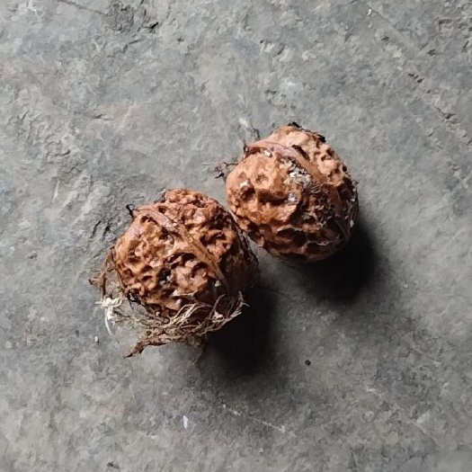 云南昭通鲁甸县乐红镇本地核桃！