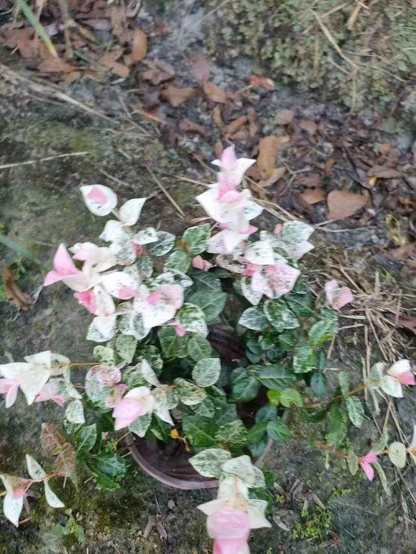 花叶络石，大盆苗，杯苗，地苗，低价批发中