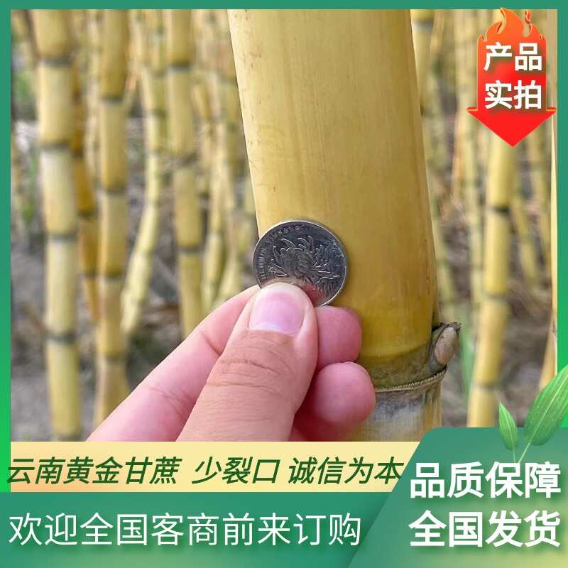 【热卖】云南黄皮甘蔗基地直发￼品质保障现货大量批发黄金甘蔗￼