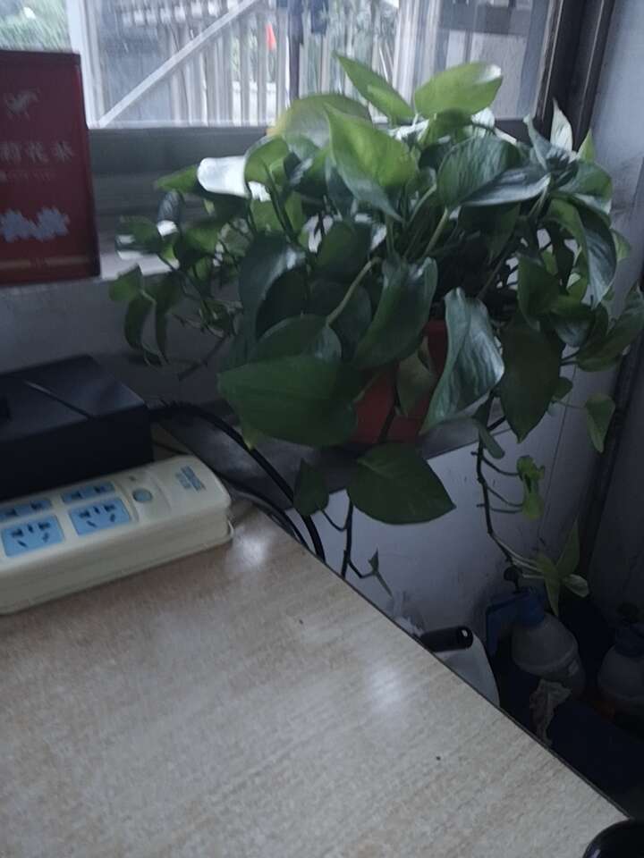 绿萝