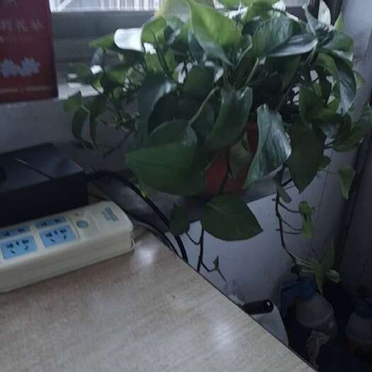 单县绿萝