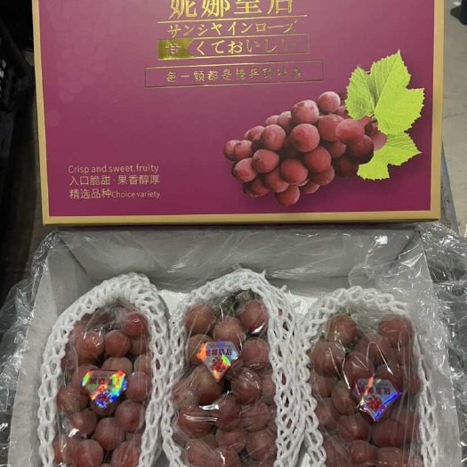 晋州市尼娜皇后葡萄
