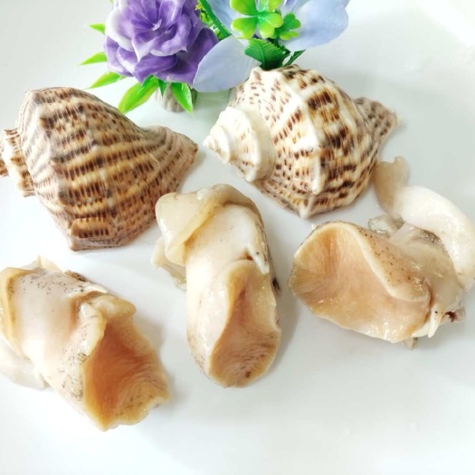 汕头翡翠螺头 北朝螺头 白螺肉 海螺头 原汁海螺