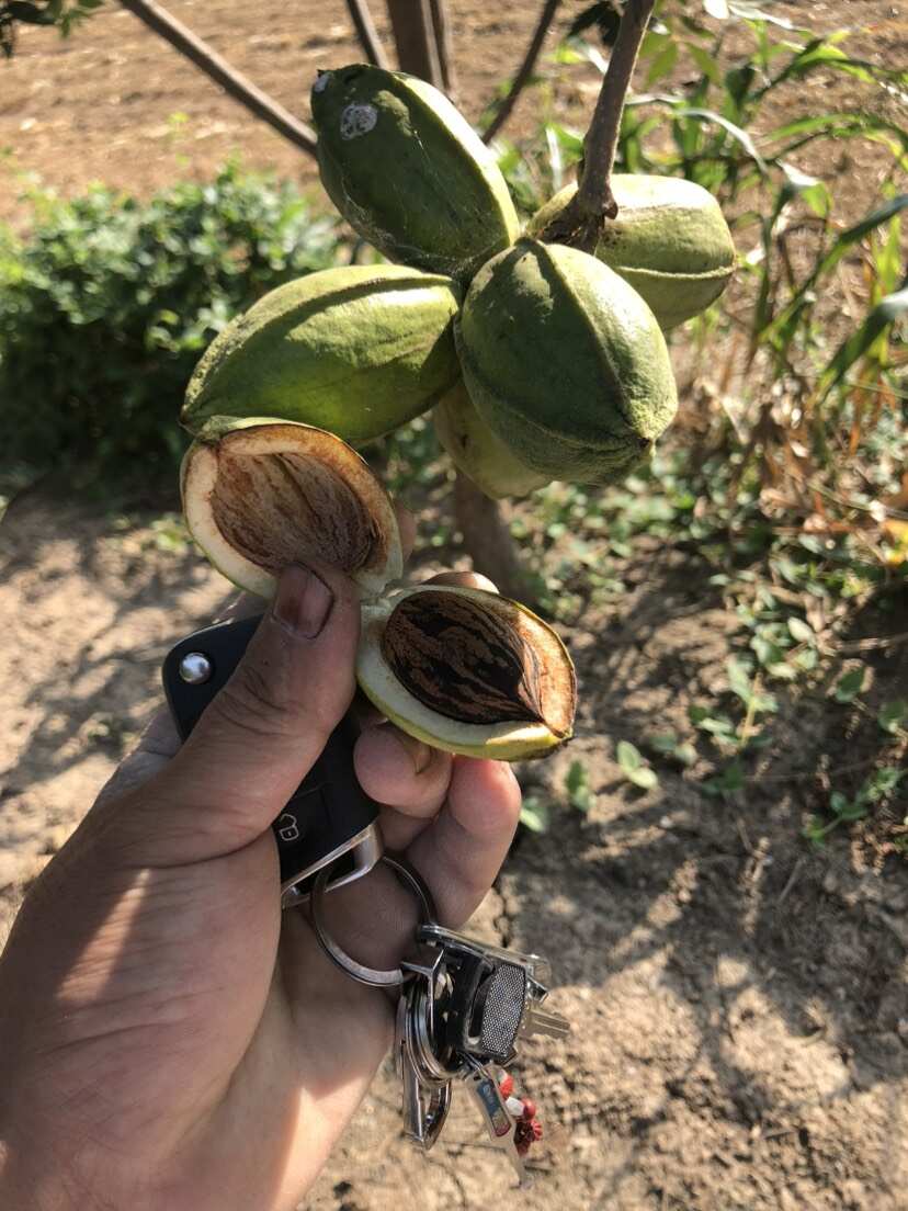 碧根果