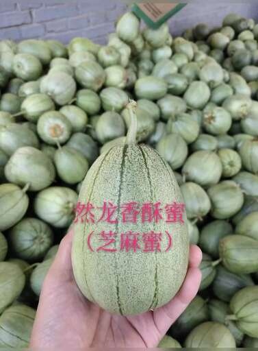 哈尔滨然龙香酥蜜芝麻蜜甜瓜种子