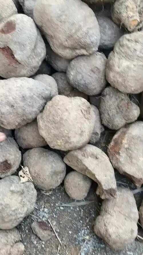 凤山县中药材薯莨