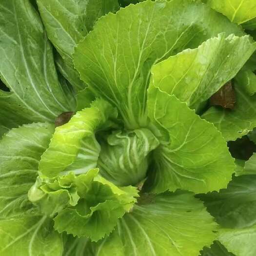 芥菜大量上市，可以订购了