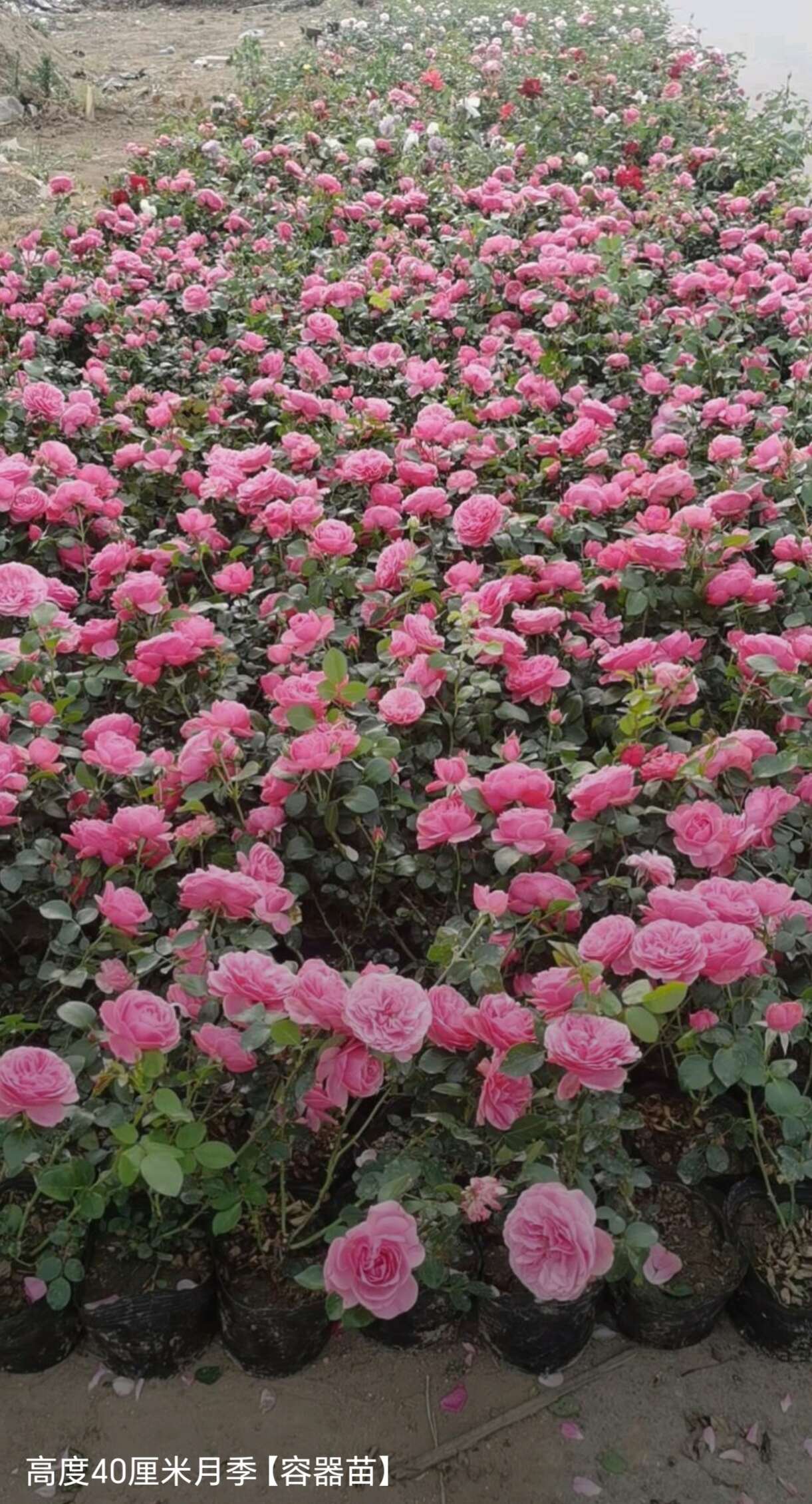 高40厘米月季（容器苗）