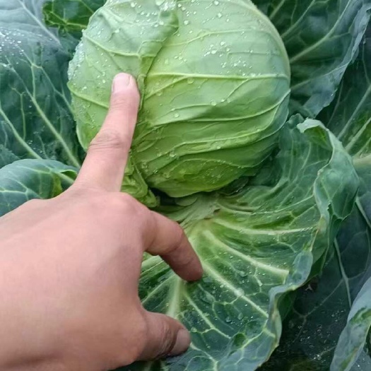 嘉鱼县甘蓝：橄榄湖北精品绿橄榄基地直发：一手货源现砍现装：保质保量