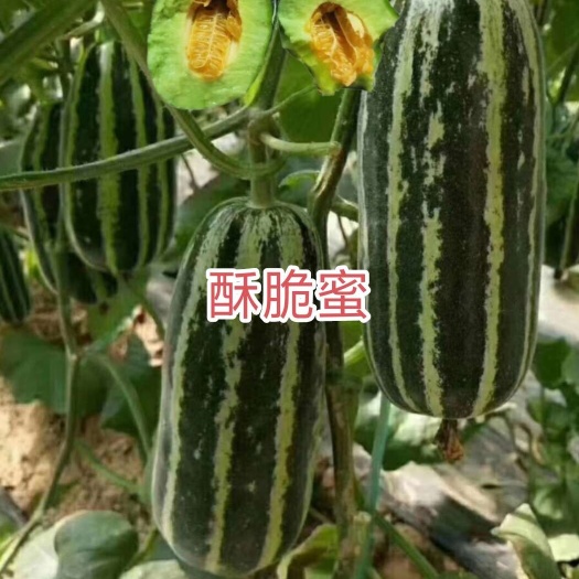 哈尔滨酥脆蜜甜瓜种子博洋9类型甜瓜种子约500粒/袋