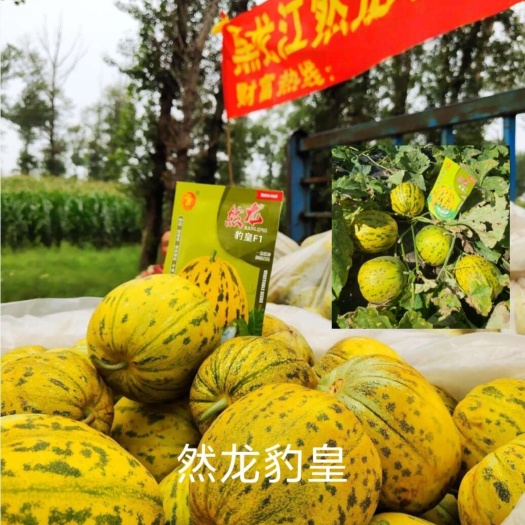 哈尔滨八里香甜瓜种子   然龙bao皇薄皮甜瓜种子八里香系