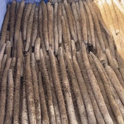 榆林白玉山药大通货 产地现挖 可实地考察