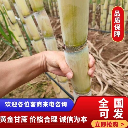 【2024年新货上市】云南普洱黄金甘蔗基地承包种植￼￼￼批发