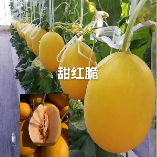 哈尔滨甜红脆厚皮甜瓜种子200粒
