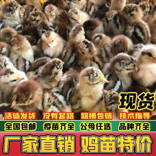 砚山县【推荐诚信商家】麻鸡苗包运输成活 货到满意付款厂家直供