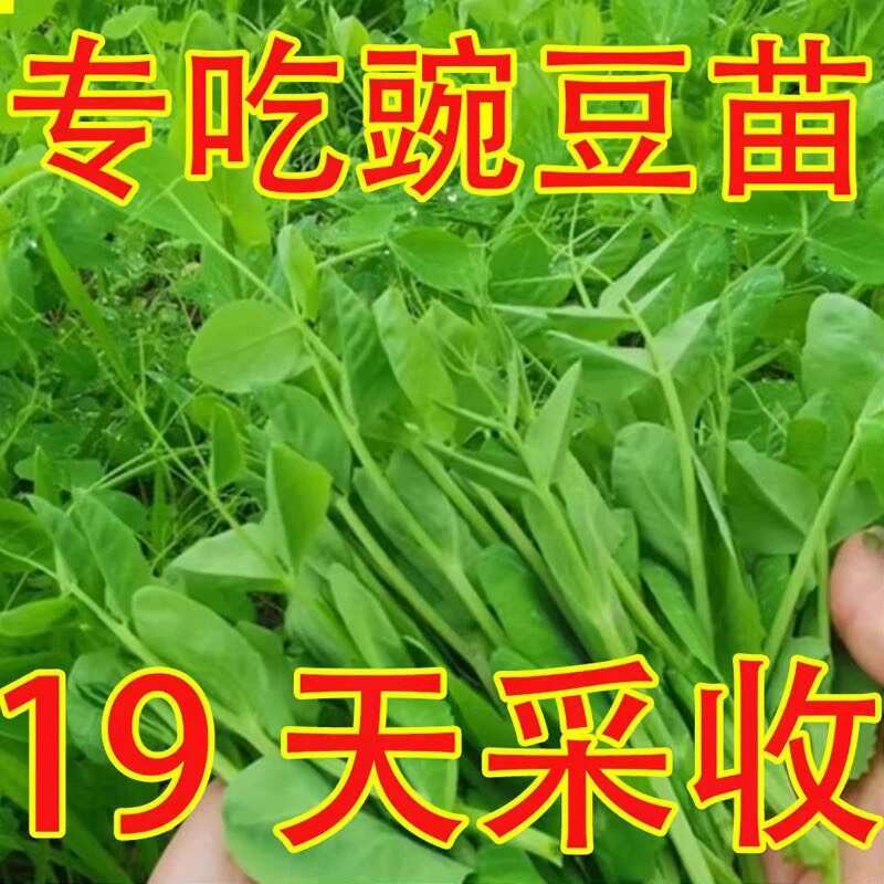 白豌豆种子专吃豌豆苗豌豆尖种子春秋季种植豌豆尖芽苗菜种子