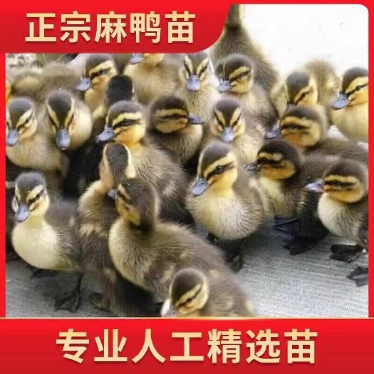 红安县【推荐诚信商家】麻鸭苗包运输成活 厂家直销货到满意付款