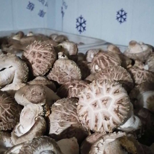 鲜香菇种植基地
