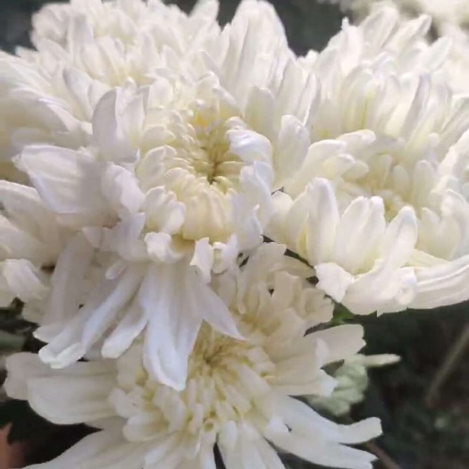 东海县白菊花，黄菊花