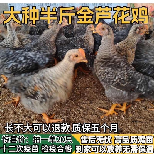 【推荐诚信商家】芦花鸡苗包运输成活 货到满意付款厂家直供