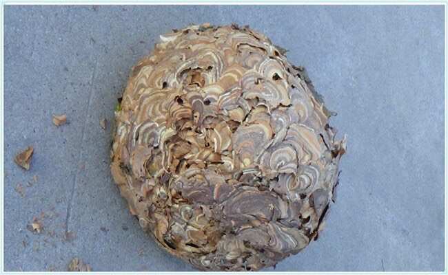 西峡县河南虎头蜂窝，硬蜂窝