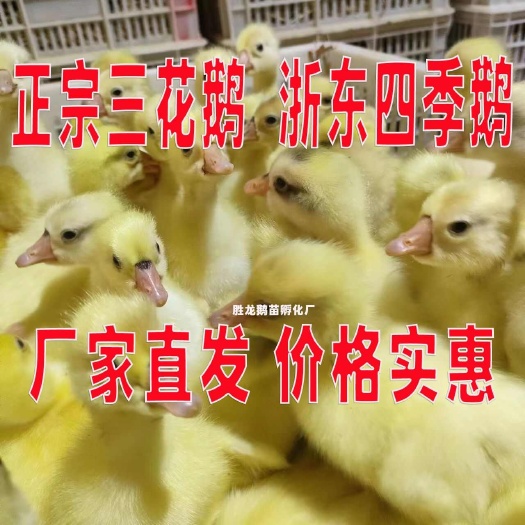 【推荐诚信商家】三花鹅苗包运输成活 货到满意付款厂家直供