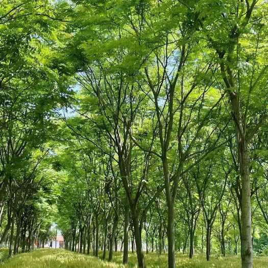 南通黄山栾树优质苗木江苏南通基地直发