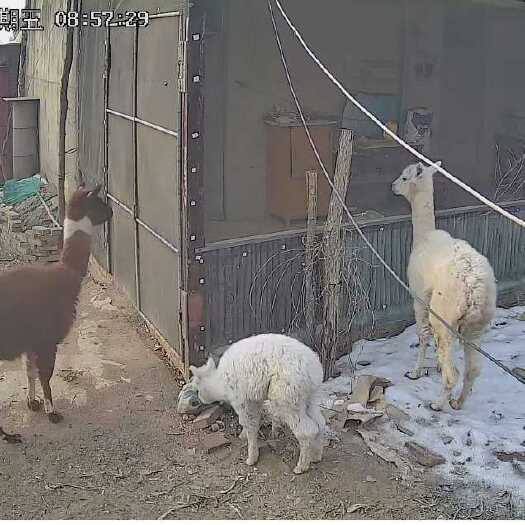 衡水家庭农场二十亩，有水有电有房子有围墙，靠小河，一应俱全