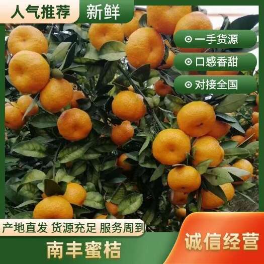 南丰蜜橘 果型漂亮  口感纯化渣 货源充足欢迎订购