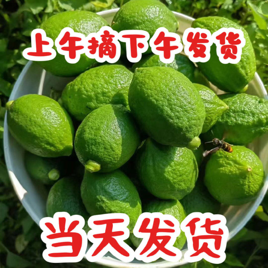 阳西县奶茶店专用广东香水柠檬现摘现发全国发货上午摘下午批发价