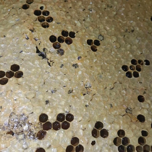泸溪县湖南湘西野生蜜源自然成熟蜜营养滋补优选农家自产蜂蜜