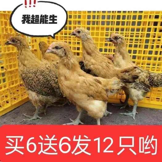 罗田县【推荐诚信商家】土鸡苗包运输成活 货到满意付款厂家直供
