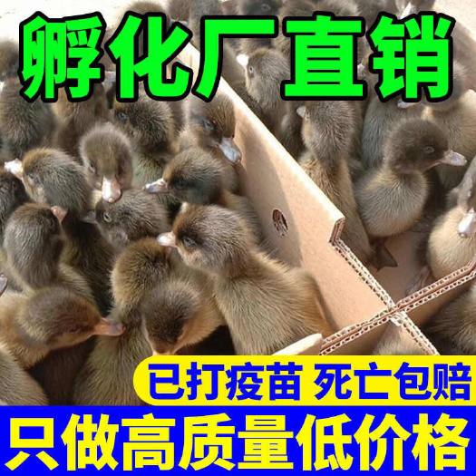 【推荐诚信商家】金锭鸭苗包运输成活 厂家直销货到满意付款
