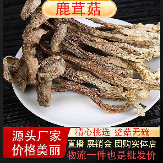 成都鹿茸菇全干切根 A级长条 小嫩仔 大粗条鹿茸菇干货批发