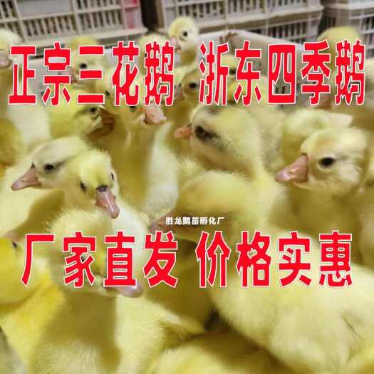 台江县【推荐诚信商家】三花鹅苗包运输成活 厂家直销货到满意付款