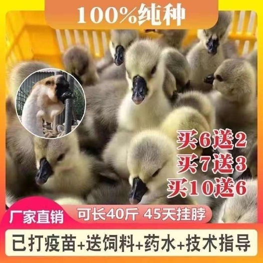 江油市【推荐诚信商家】狮头鹅苗包运输成活 货到满意付款厂家直供