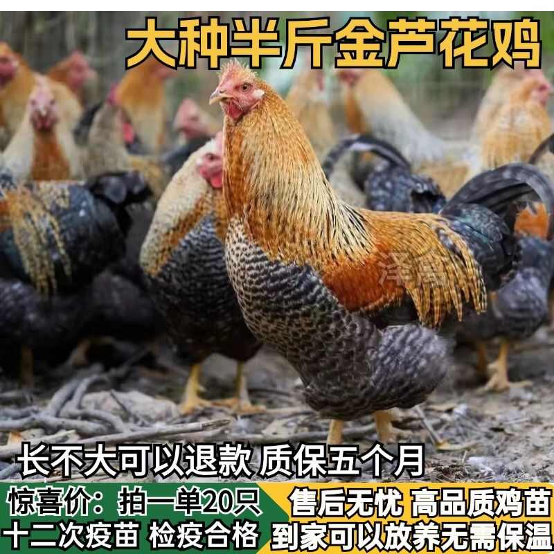 【推荐诚信商家】芦花鸡苗包运输成活 货到满意付款厂家直供