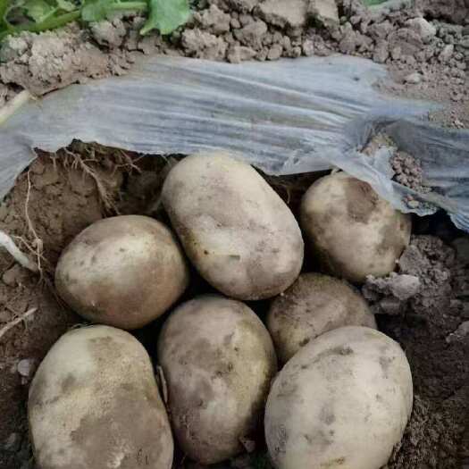 永登县甘肃希森大批量出售