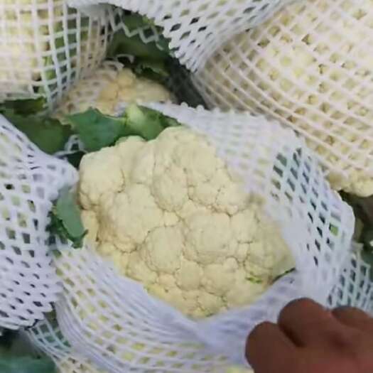 邯郸花菜，大量有货，产地直发