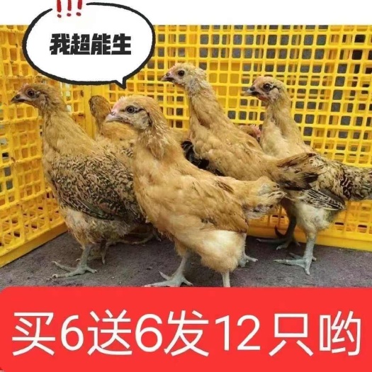 青阳县【推荐诚信商家】土鸡苗包运输成活 厂家直销货到满意付款
