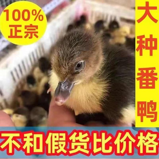 【推荐诚信商家】番鸭苗包运输成活 厂家直销货到满意付款