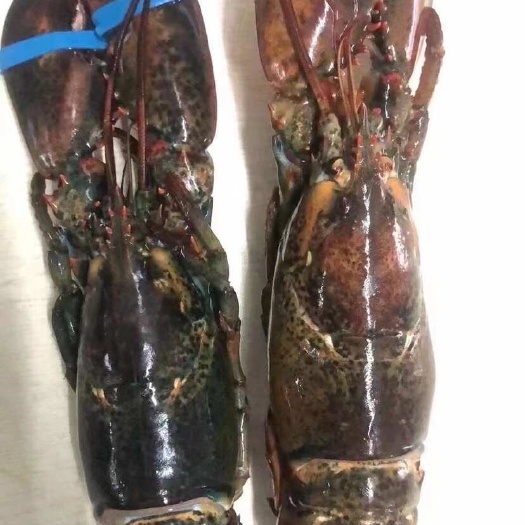 上海波龙，波士顿龙虾