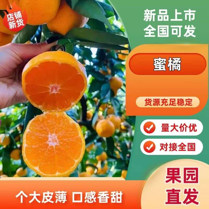 蜜桔皮薄多汁 口感甜 果型扁平 入口化渣  欢迎订购