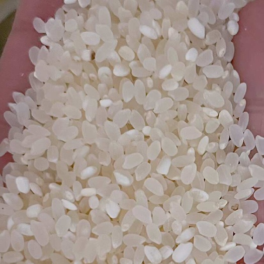 隆化县￼长粒香大米